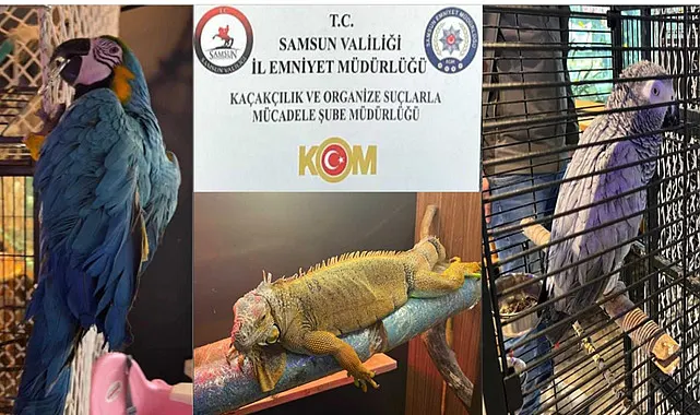 Samsunda Kaçak İguana ve Papağan Operasyonu
