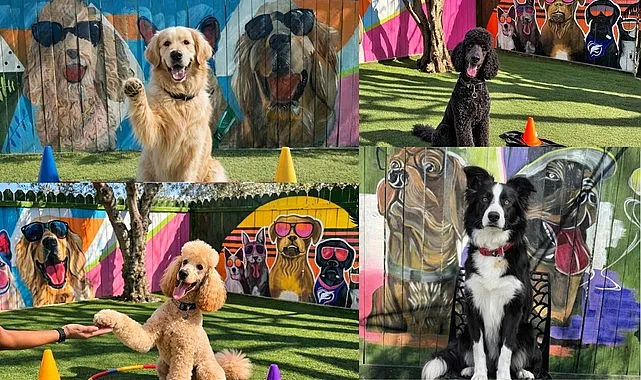 Denizli köpek otelleri hizmeti, Samsun'da köpek oteli var mı?
