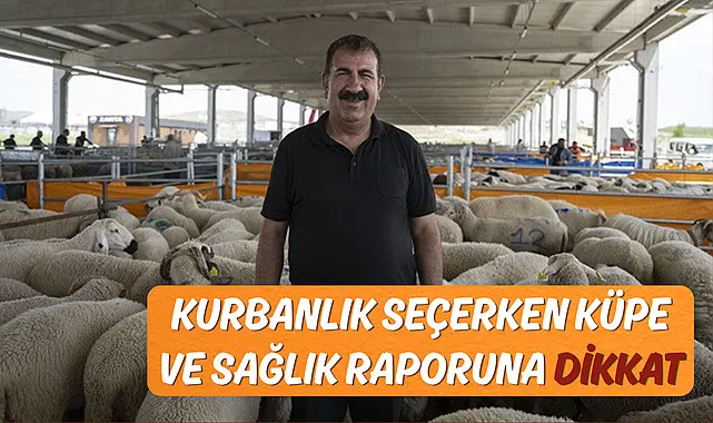 Kurbanlık Seçerken Küpe ve Sağlık Raporuna Dikkat