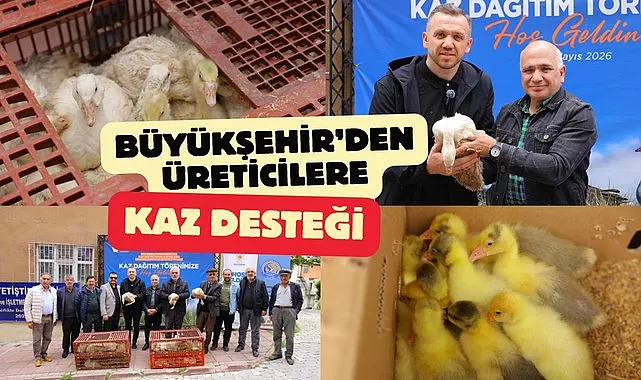 Samsun'da Büyükşehir Belediyesi'nden kaz desteği