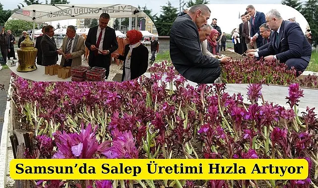 Samsun'da Kavak ve 19 Mayıs’ta Hasat Etkinlikleri Yoğun İlgi Gördü