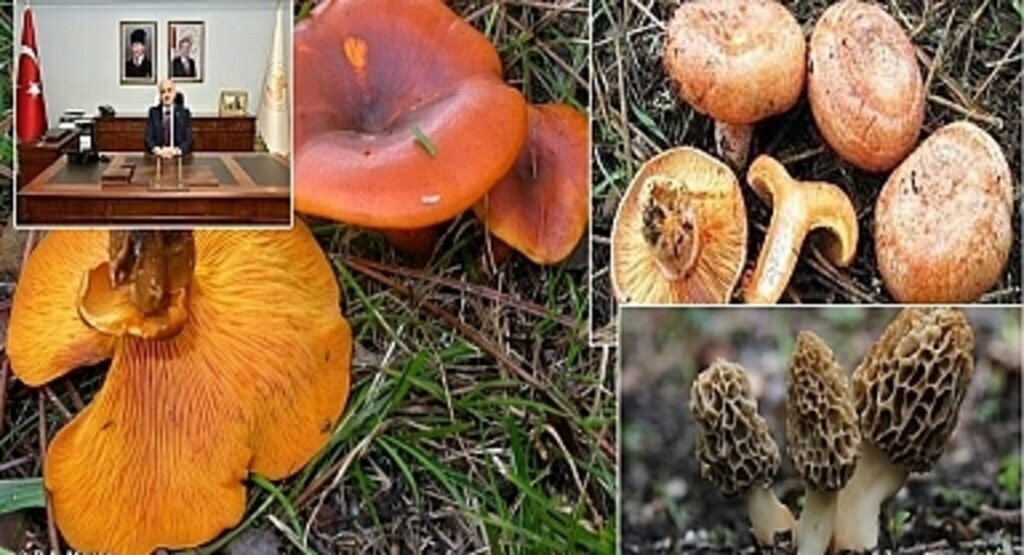 Samsun'da zehirli mantar uyarısı! Zehirli mantar türleri