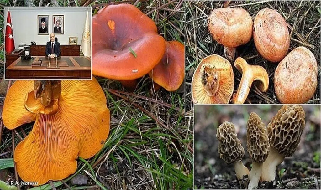 Samsun'da zehirli mantar uyarısı! Zehirli mantar türleri