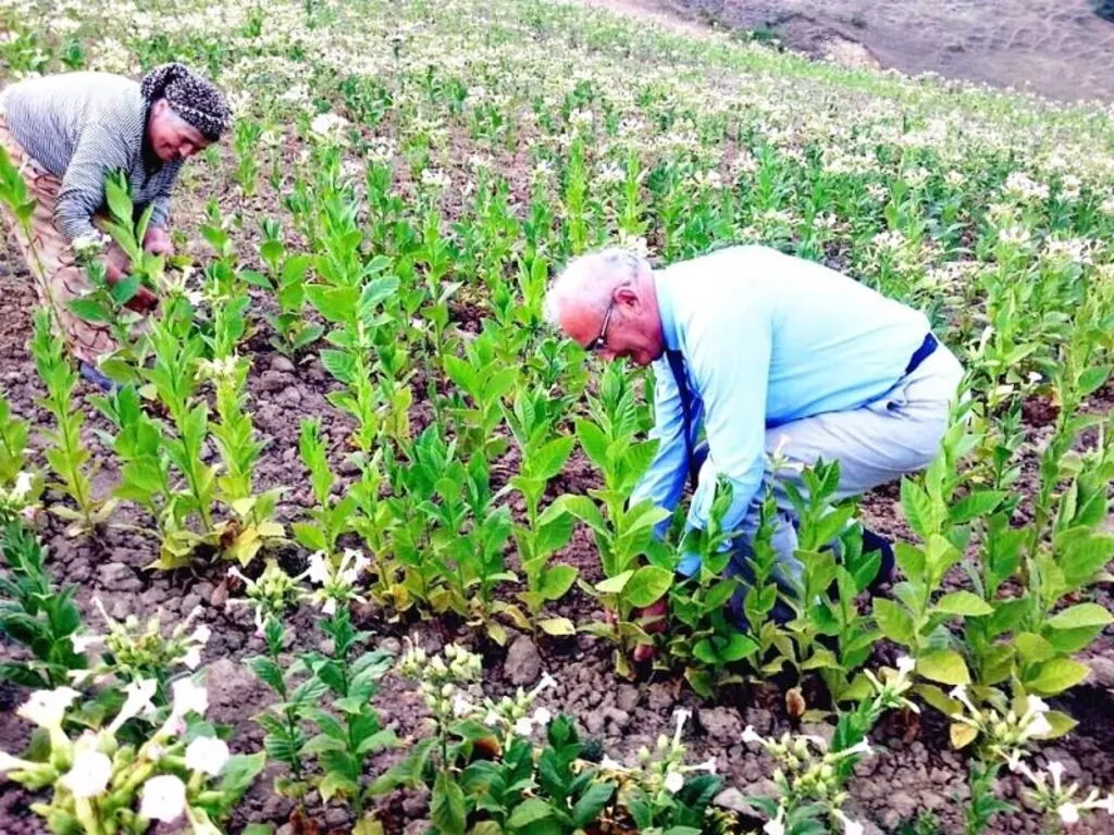 Büyükşehir'den çiftçilere ürün pazarı desteği