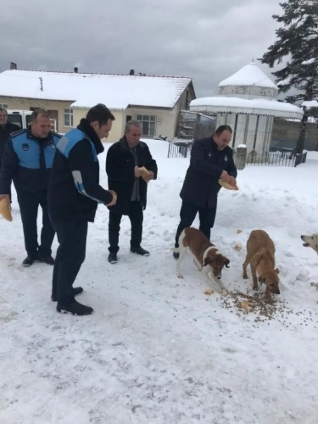 Alaçam Belediyesinden Sokak Hayvanlarına Yardım