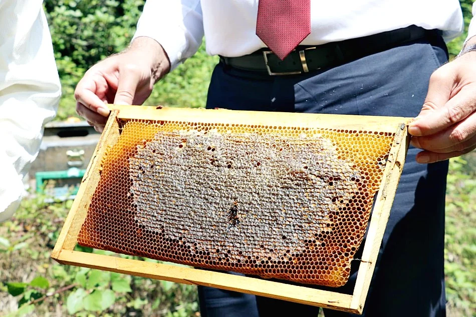 Salıpazarı'nda Kestane Balı Hasatı Başladı - Fotoğraf 4