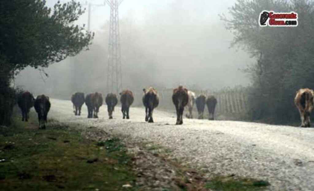 Dünya Mirası Kızılırmak Deltası'nı Gezmek Artık Daha Eğlenceli - Resim 7