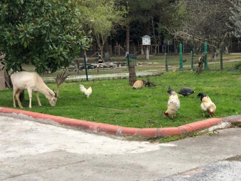 Bafra Ali Kale Turistik Tesisleri Bafralıların Gözdesi - Resim 5