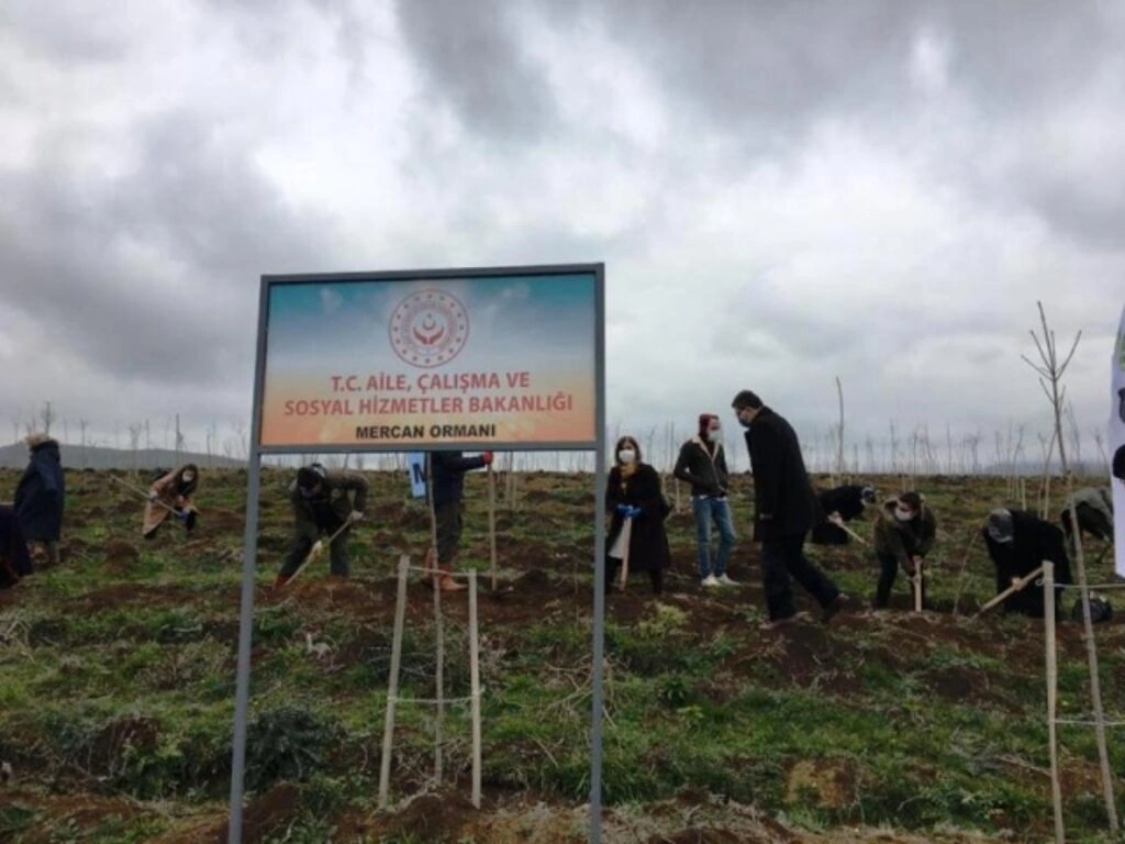 Mercan Hatıra Ormanı Fidan Dikim Etkinliği - Samsun Haber - Resim 2