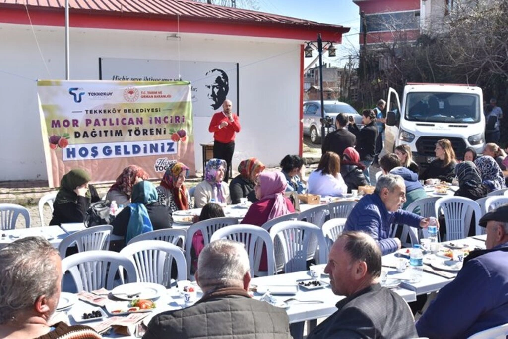 Tekkeköy'de çiftçilere mor patlıcan inciri fidanı dağıtıldı - Resim 6
