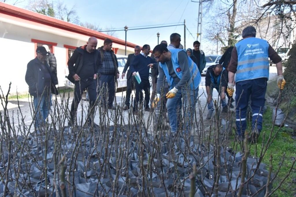 Tekkeköy'de çiftçilere mor patlıcan inciri fidanı dağıtıldı - Resim 9