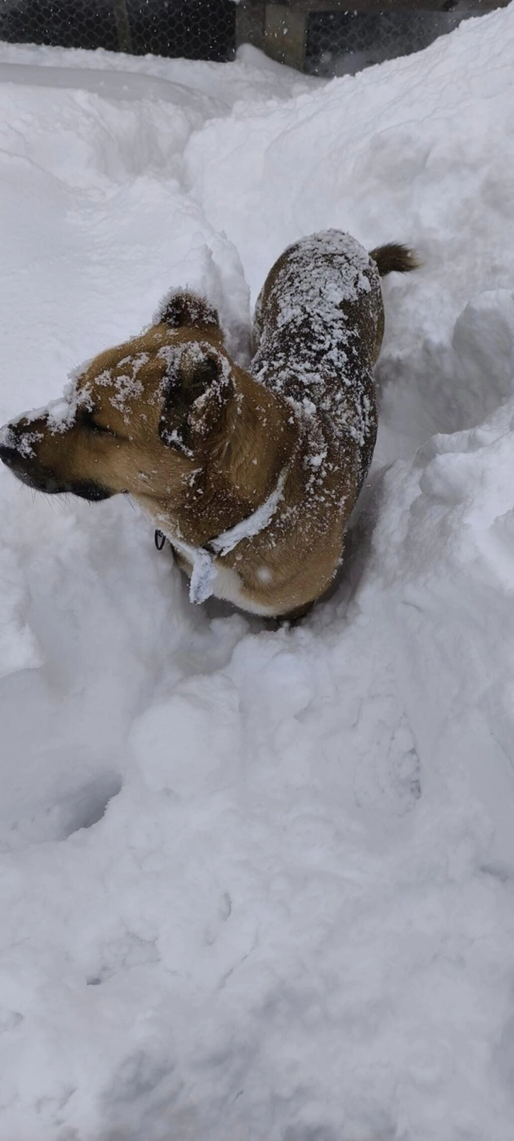 Samsun'da 70 cm Kar, Köpek Karın İçinde Kayboldu! Samsun'dan Kar Manzaraları - Resim 14
