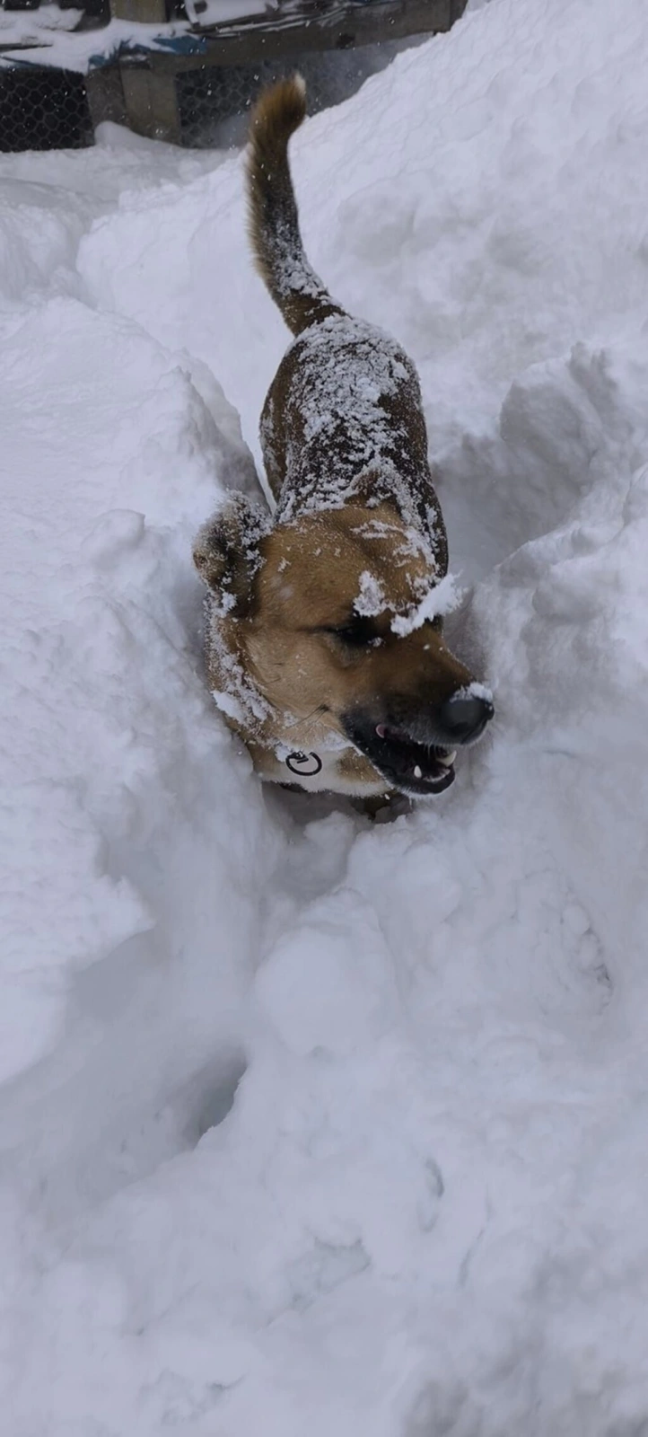 Samsun'da 70 cm Kar, Köpek Karın İçinde Kayboldu! Samsun'dan Kar Manzaraları - Resim 41
