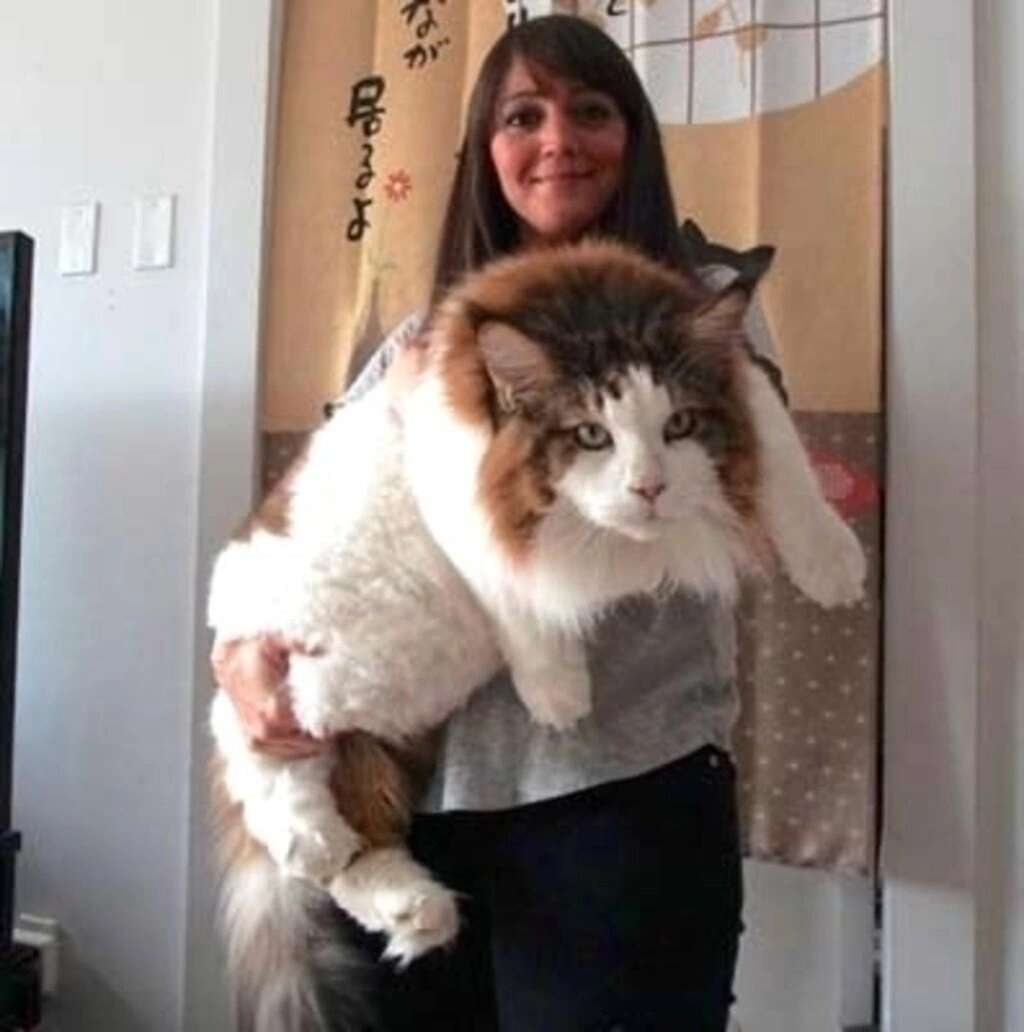 1.2 metre boyu ve 13 kilo ağırlığıyla dünyanın en büyük kedisi - Resim 3