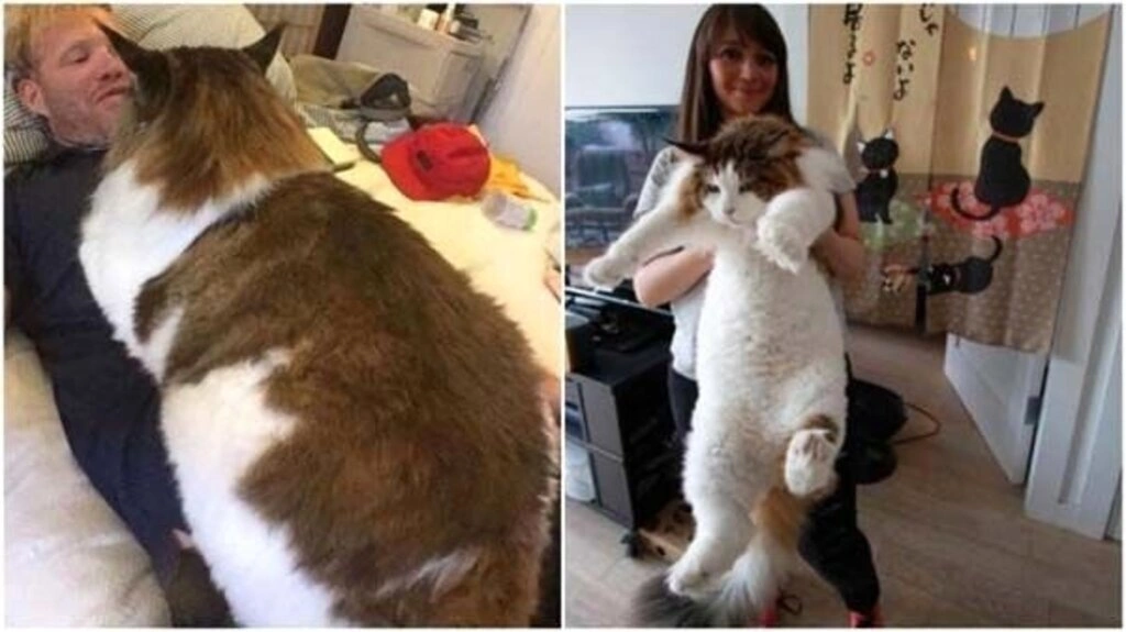 1.2 metre boyu ve 13 kilo ağırlığıyla dünyanın en büyük kedisi - Resim 7