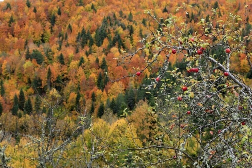 Karadeniz'de sonbahar bir başka güzel - Karadeniz'den sonbahar manzara fotoğrafları - Resim 6