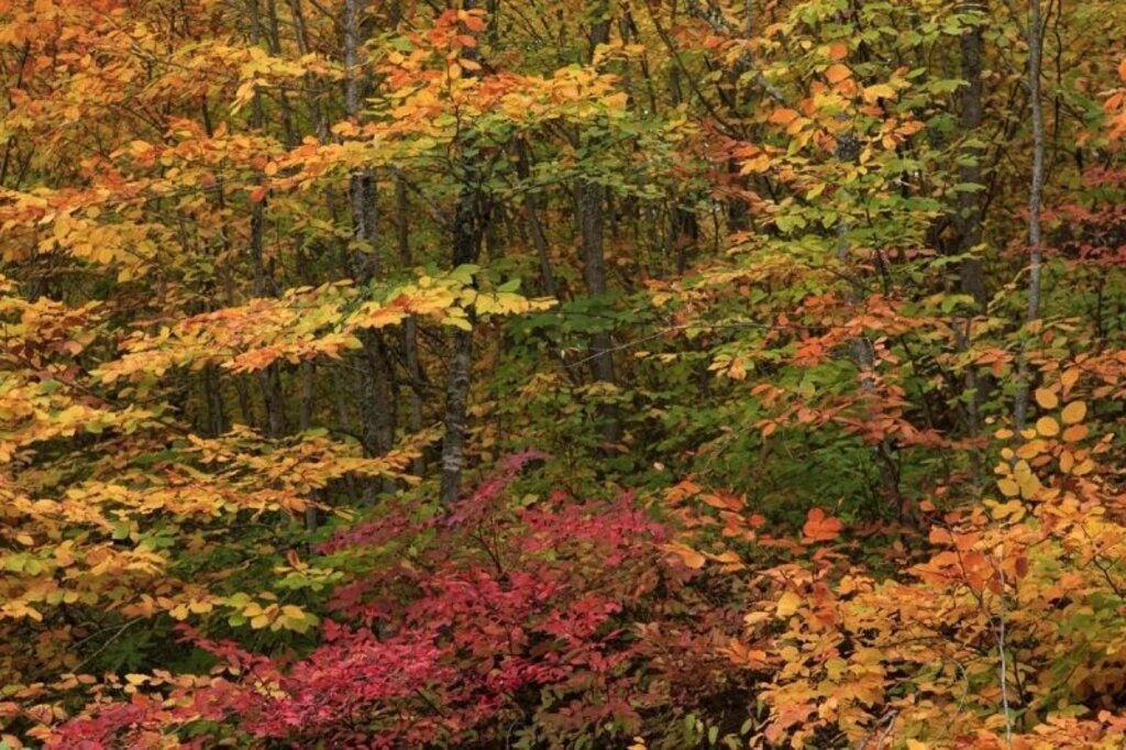 Karadeniz'de sonbahar bir başka güzel - Karadeniz'den sonbahar manzara fotoğrafları - Resim 8