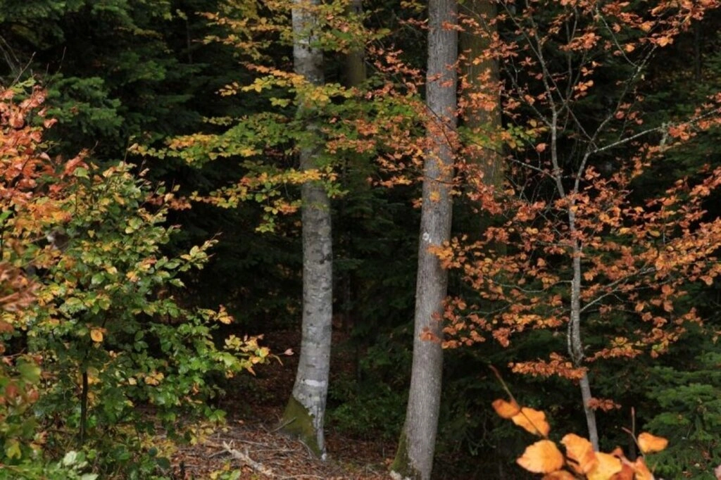 Karadeniz'de sonbahar bir başka güzel - Karadeniz'den sonbahar manzara fotoğrafları - Resim 10