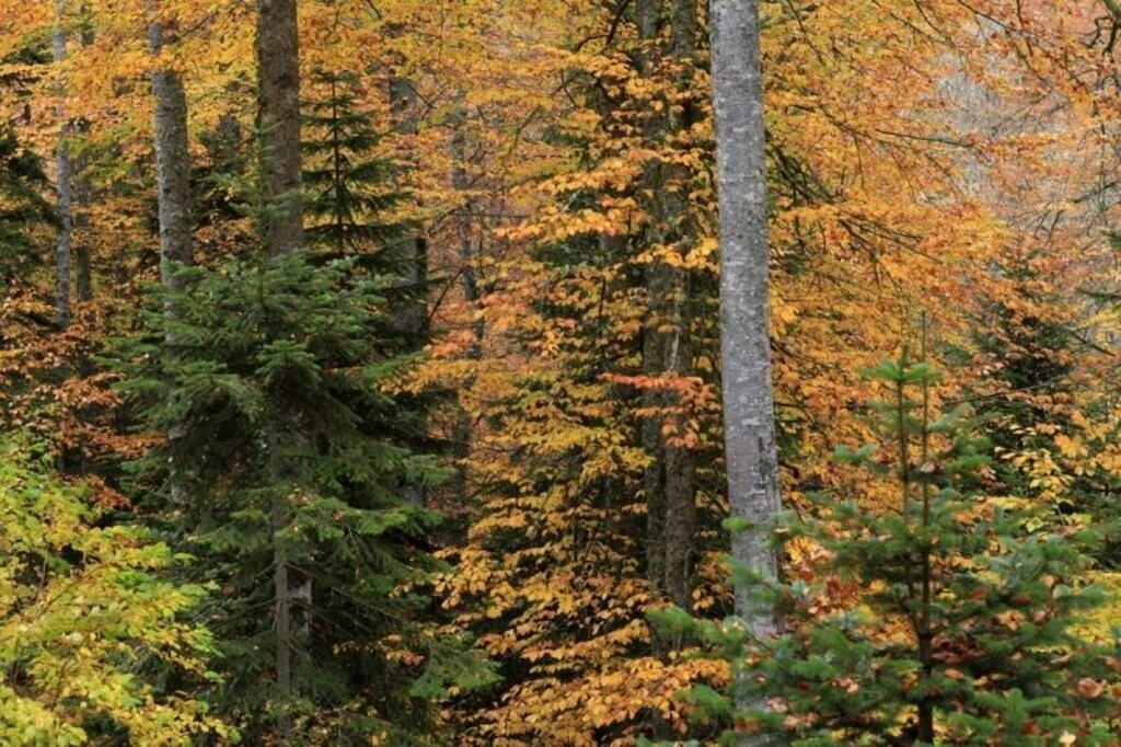 Karadeniz'de sonbahar bir başka güzel - Karadeniz'den sonbahar manzara fotoğrafları - Resim 12