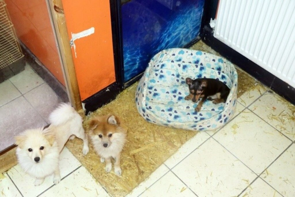 Kardelen Petshop hizmete girdi - Resim 1