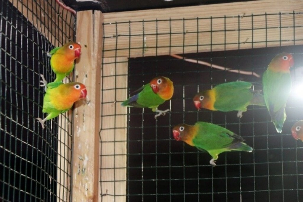 Kardelen Petshop hizmete girdi - Resim 9