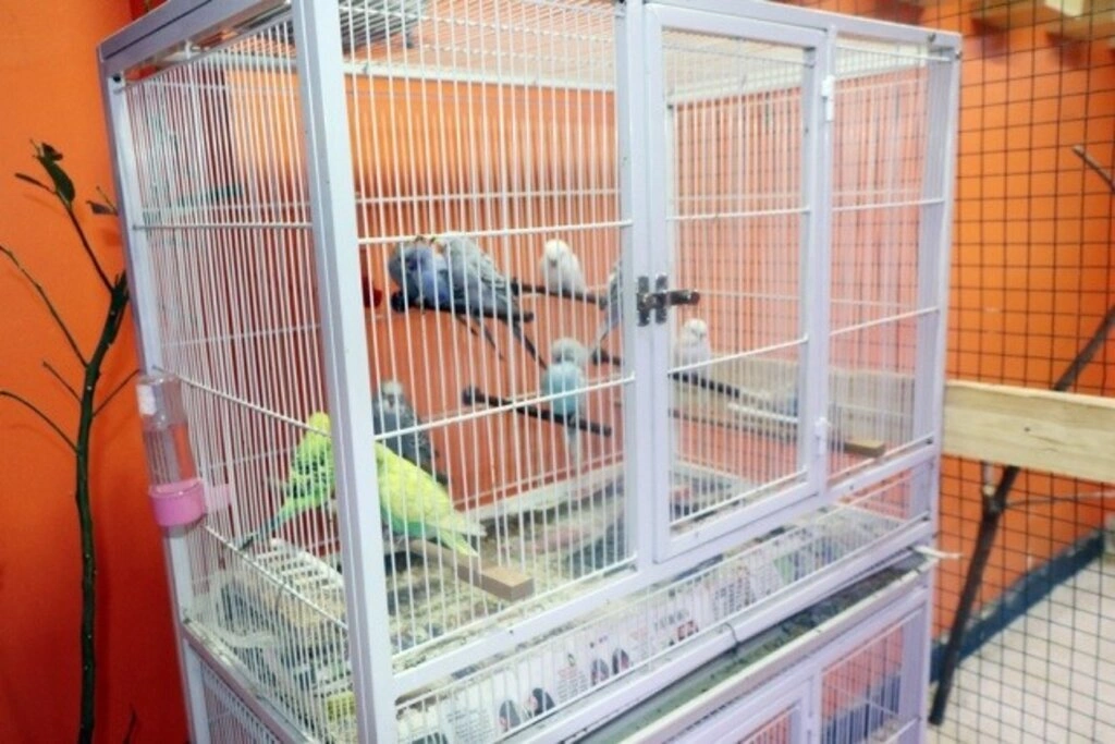 Kardelen Petshop hizmete girdi - Resim 11