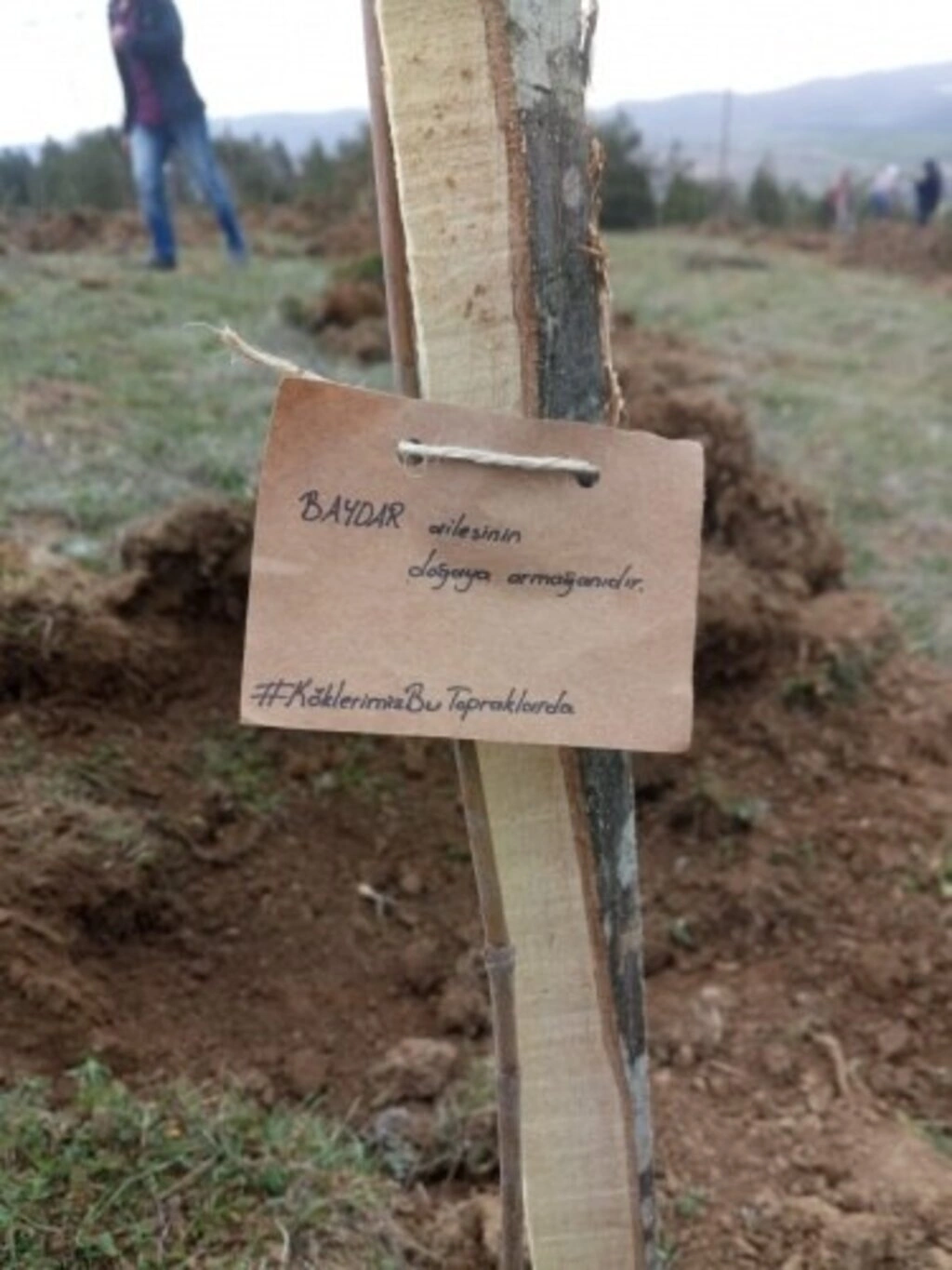 ÇEKUD'dan Samsun'a Yüzlerce Fidan - Resim 4