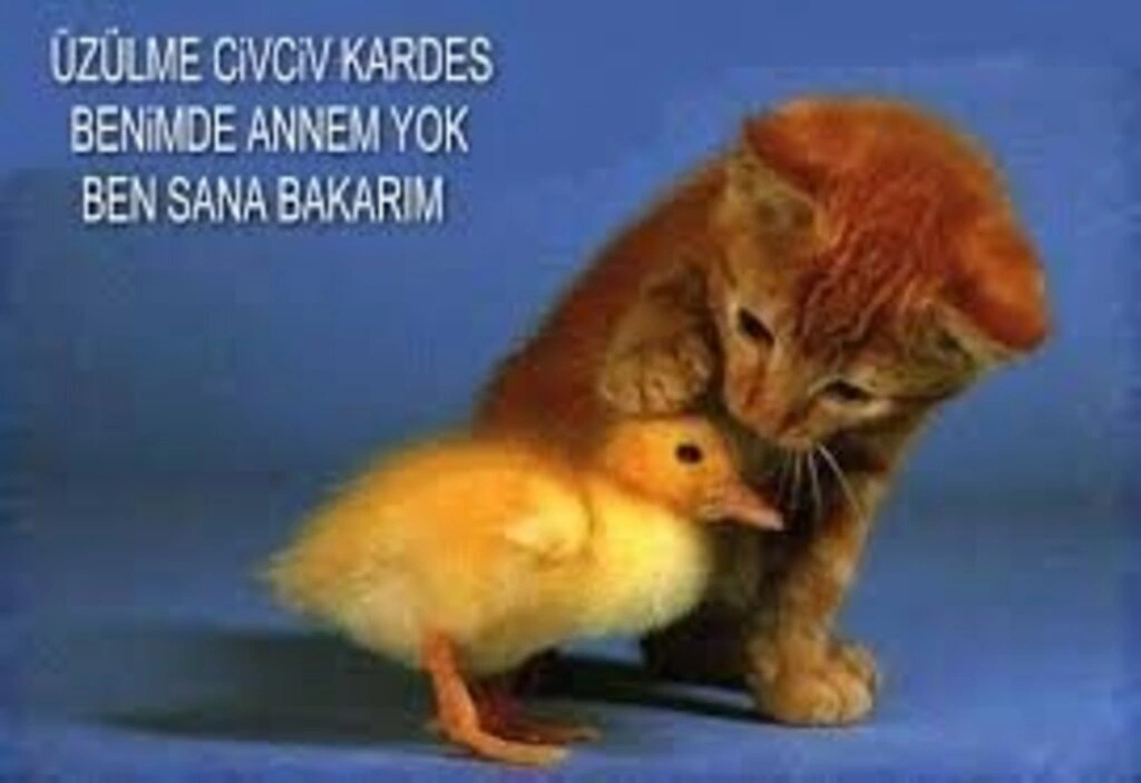 Sanal alemde dolaşan komik resimler - Resim 3