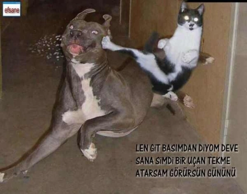 Sanal alemde dolaşan komik resimler - Resim 7