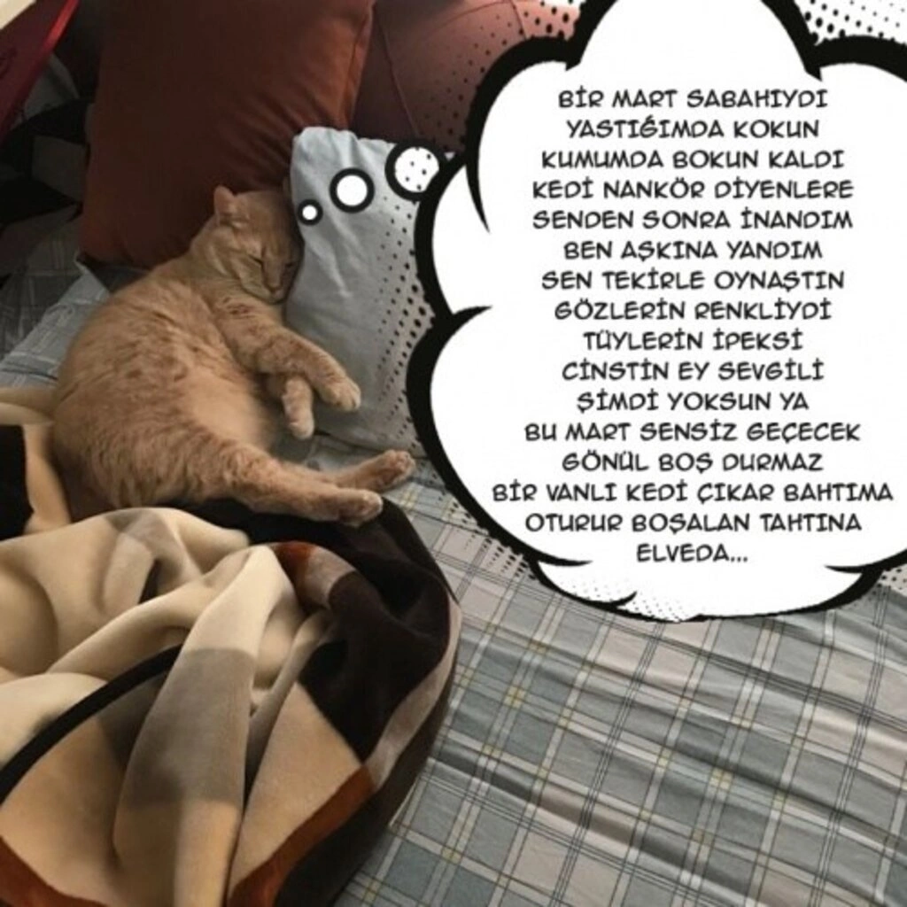 Geveze Kedi instagramdan reklam dünyasına transfer oldu - Resim 1