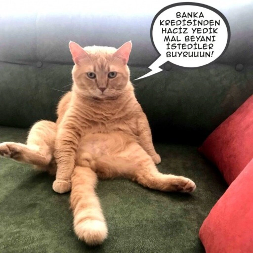 Geveze Kedi instagramdan reklam dünyasına transfer oldu - Resim 2