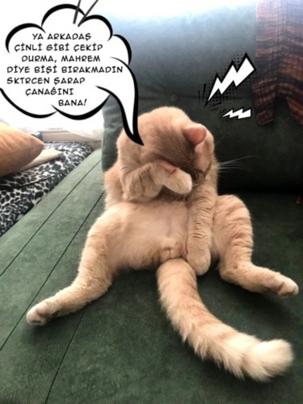 Geveze Kedi instagramdan reklam dünyasına transfer oldu - Resim 3