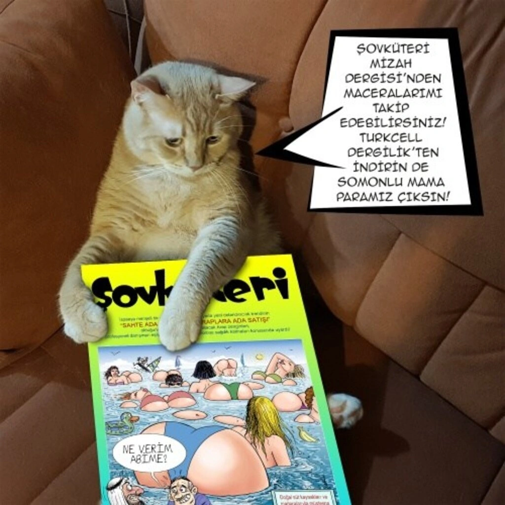 Geveze Kedi instagramdan reklam dünyasına transfer oldu - Resim 4