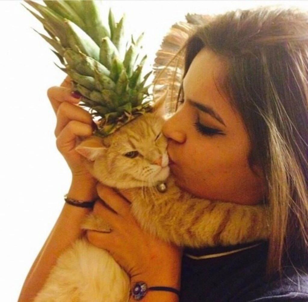 Geveze Kedi instagramdan reklam dünyasına transfer oldu - Resim 7
