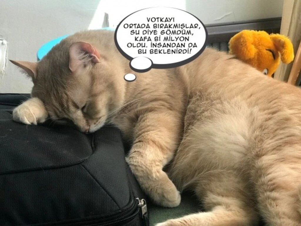 Geveze Kedi instagramdan reklam dünyasına transfer oldu - Resim 8