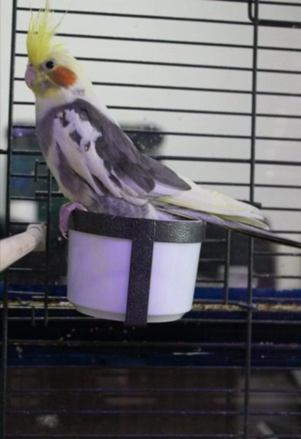 İz Kardelen Petshop Atakum'da - Resim 3