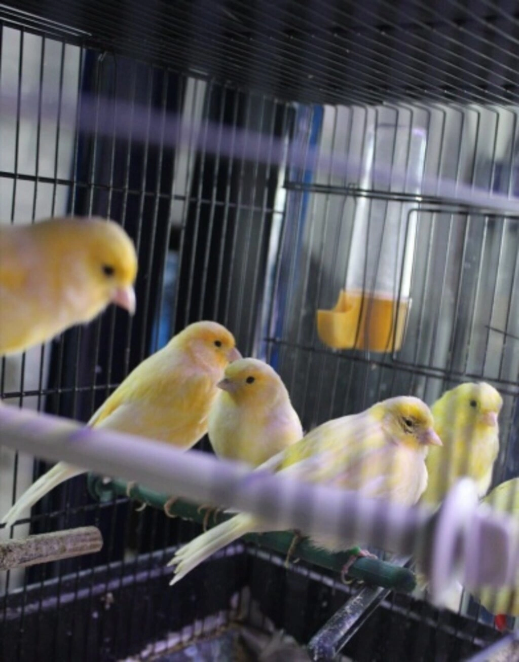 İz Kardelen Petshop Atakum'da - Resim 6