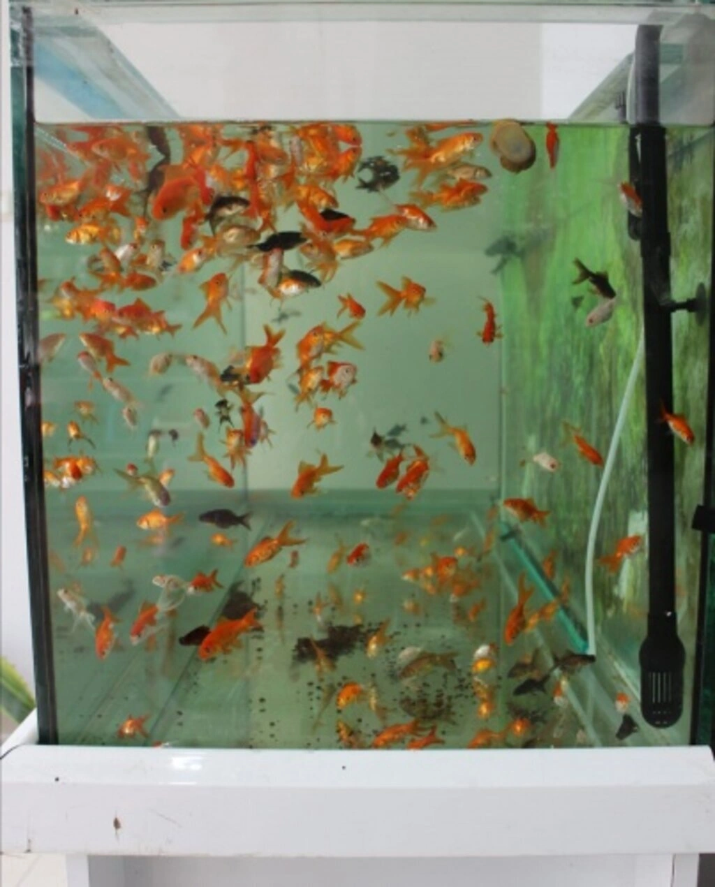 İz Kardelen Petshop Atakum'da - Resim 7