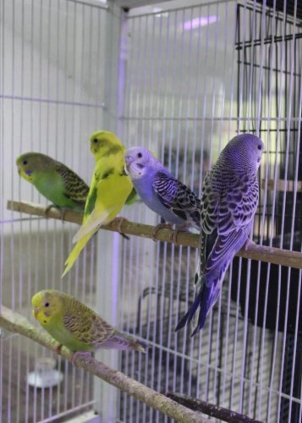 İz Kardelen Petshop Atakum'da - Resim 10