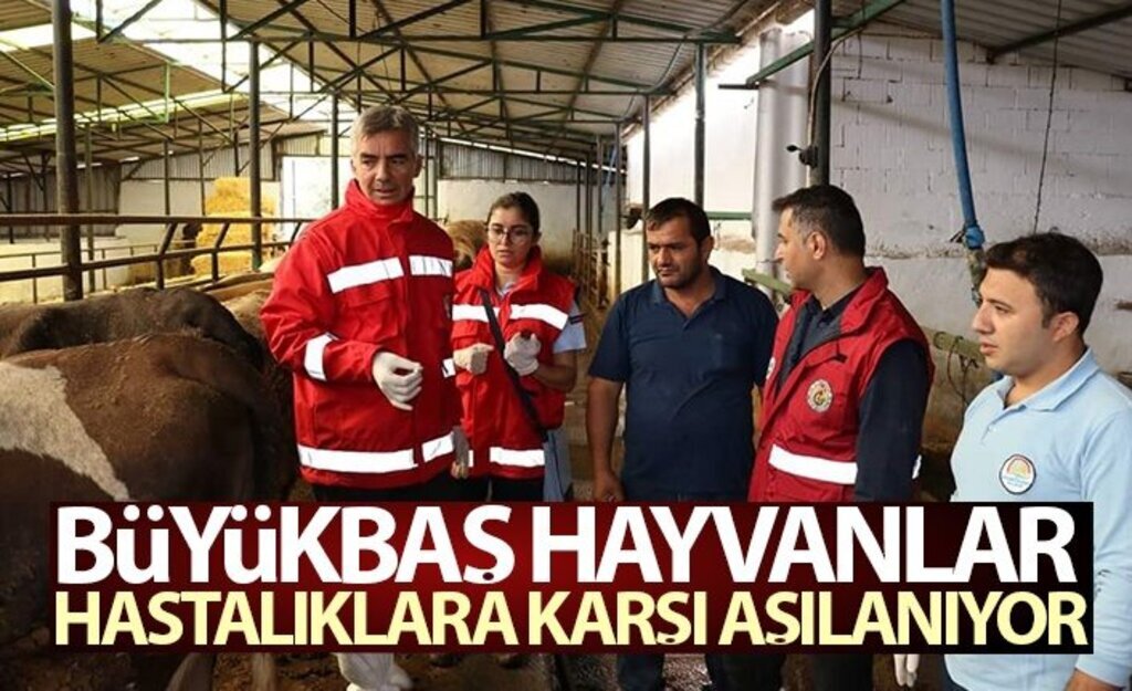 Büyükbaş Hayvanlar Hastalıklara Karşı Aşılanıyor