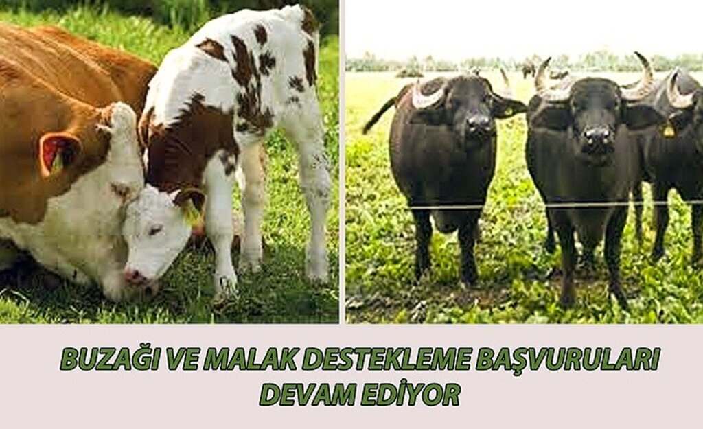 Buzağı ve Malak destekleme başvuruları devam ediyor