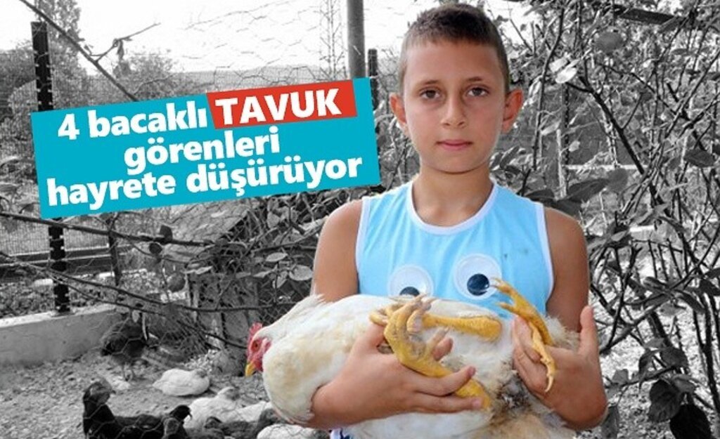 Samsun'da ‘Beyaz Pençe’' yi görenler hayret ediyor