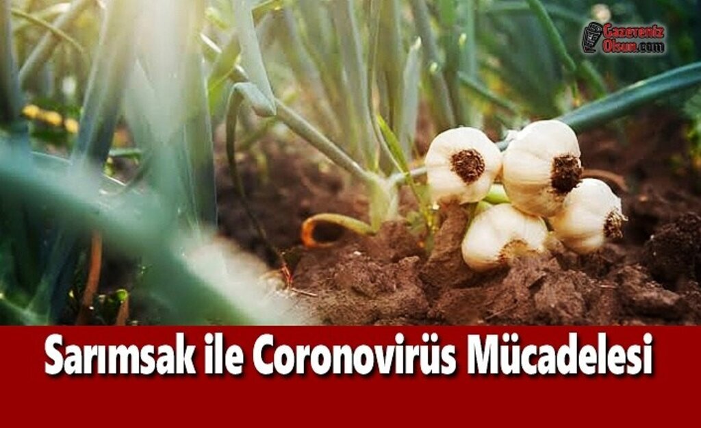 Sarımsak ile Coronovirüs Mücadelesi