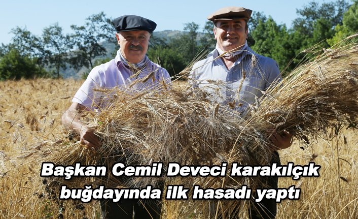 Başkan Cemil Deveci karakılçık  buğdayında ilk hasadı yaptı