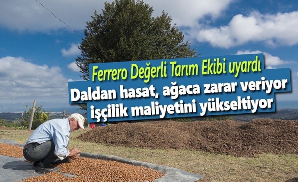 Ferrero Tarım Ekibi uyardı, Yerden toplama ürün kalitesini de yükseltiyor