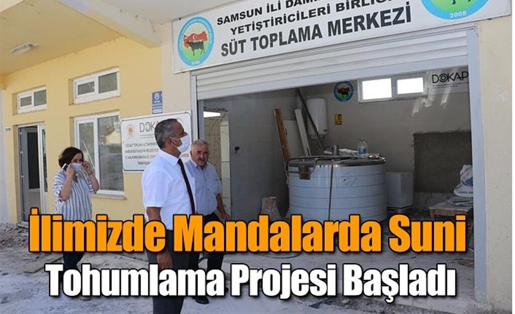 İlimizde Mandalarda Suni Tohumlama Projesi Başladı-Samsun Haber