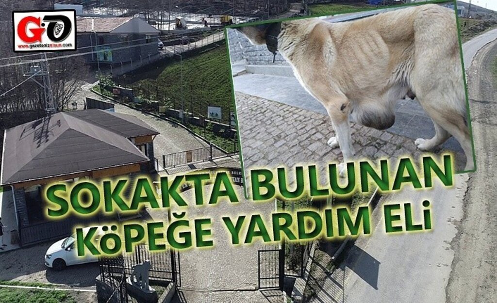 Sokakta bulunan köpeğe meme kanseri tümörü teşhisi