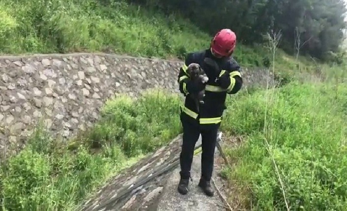 Dereye düşen yavru köpek kurtarıldı