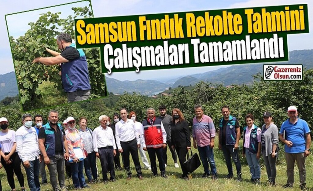 Samsun Fındık Rekolte Tahmini Çalışmaları Tamamlandı