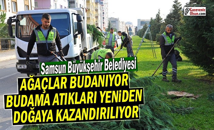 Samsun'da Ağaçlar budanıyor atıklar doğaya geri kazandırılıyor